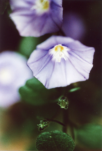 a-flower1.jpg
